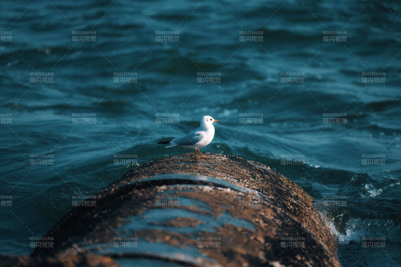 海鸥栖息锈管图片