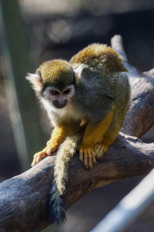 松鼠猴栖息枝头图片
