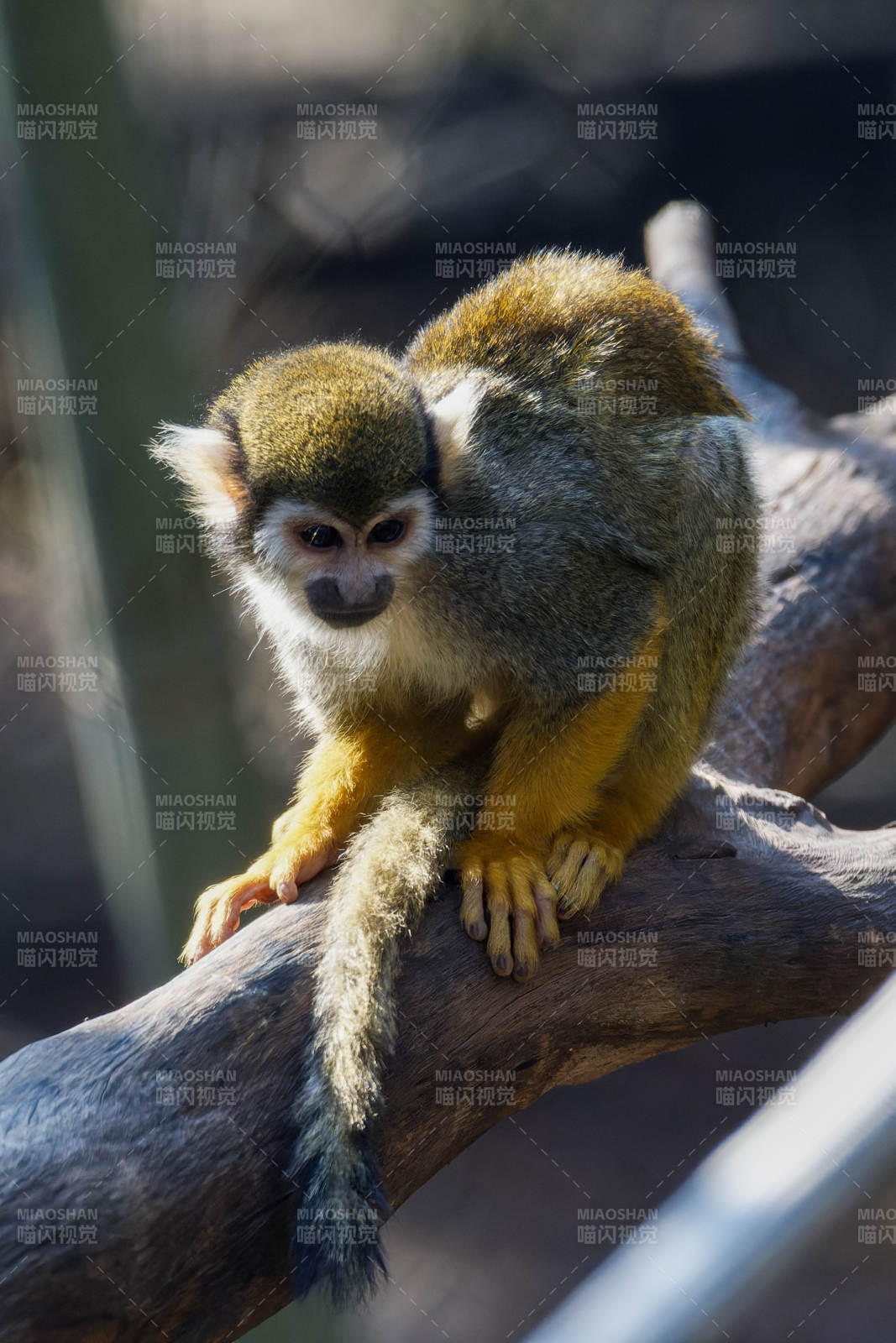 松鼠猴栖息枝头图片