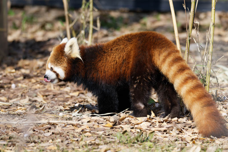 红熊猫在林间觅食图片