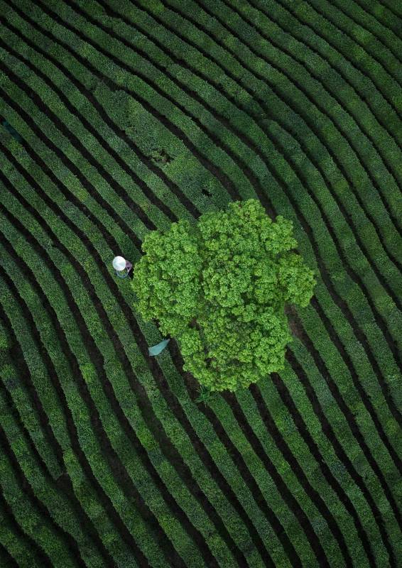 层层茶垄间的孤树与采茶人图片