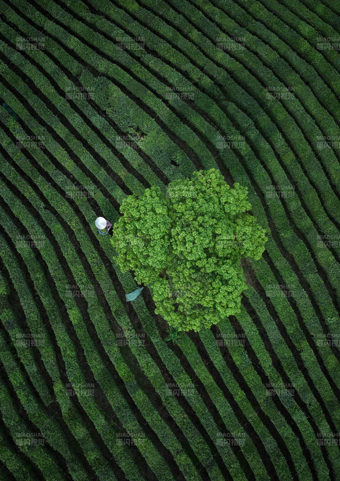 层层茶垄间的孤树与采茶人图片