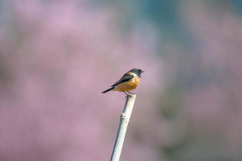春鸟栖枝 花影朦胧图片