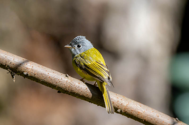 方尾鹟栖息枝头图片