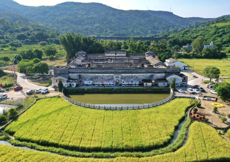 惠州市惠阳区客家围屋拱秀楼与金黄稻田图片