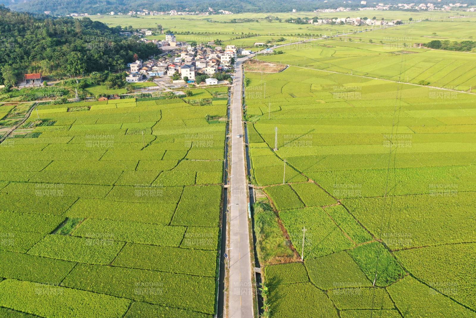 乡村连片稻田景观图片