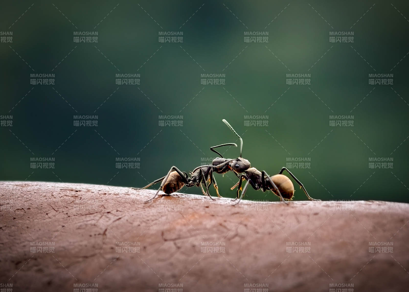 蚂蚁对峙图片