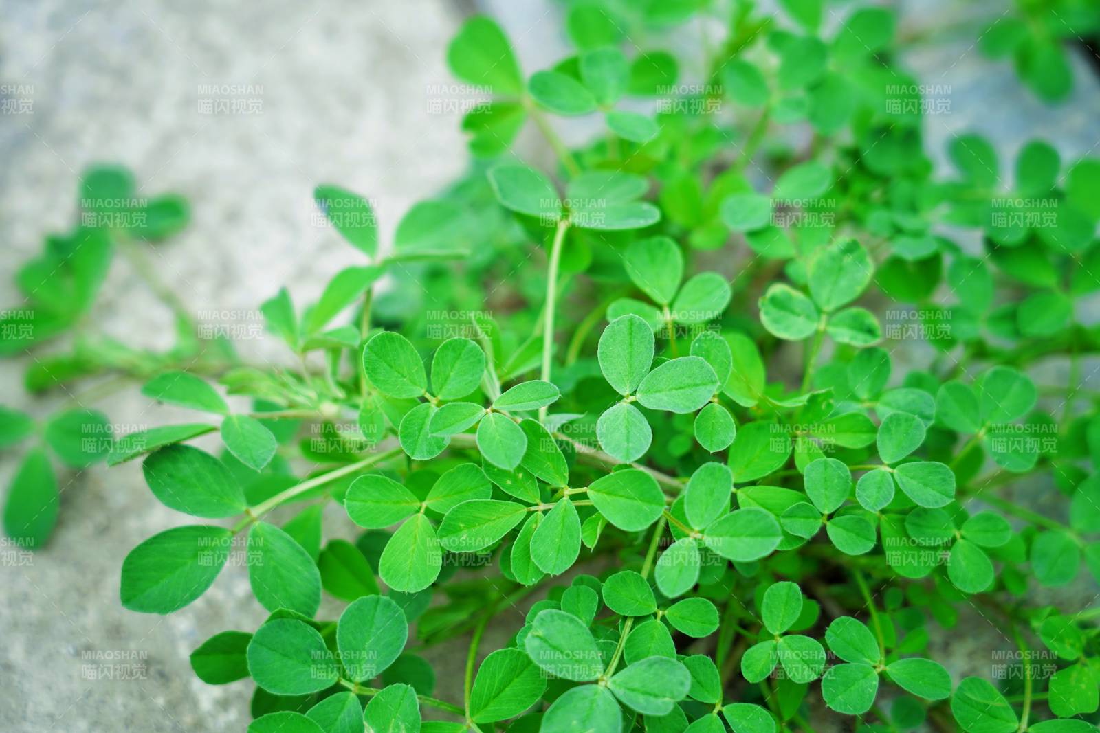 绿叶植物生长图图片