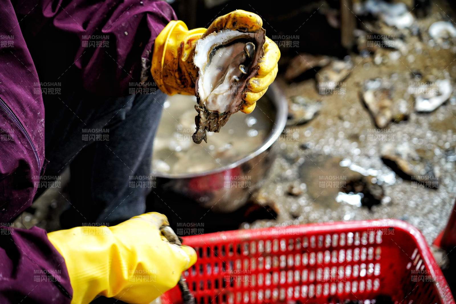 开蚝人工作瞬间图片