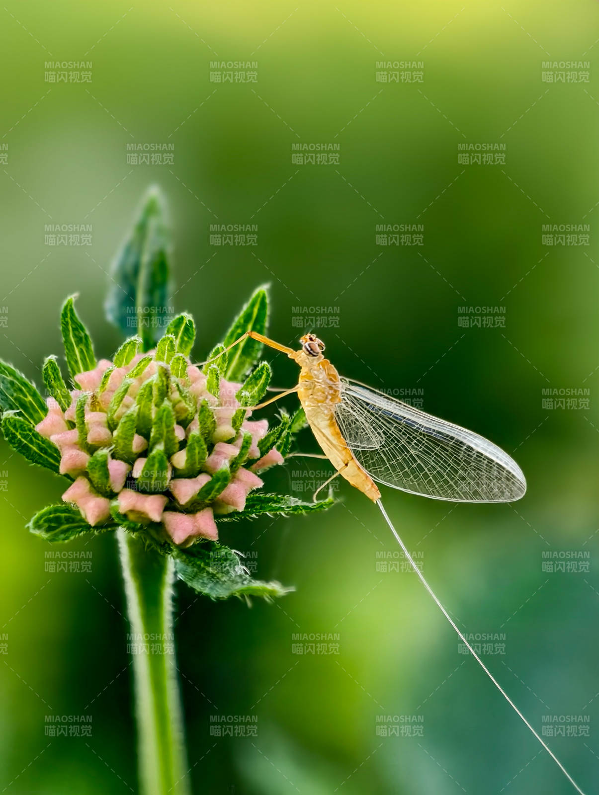 蜉蝣栖花蕊图片