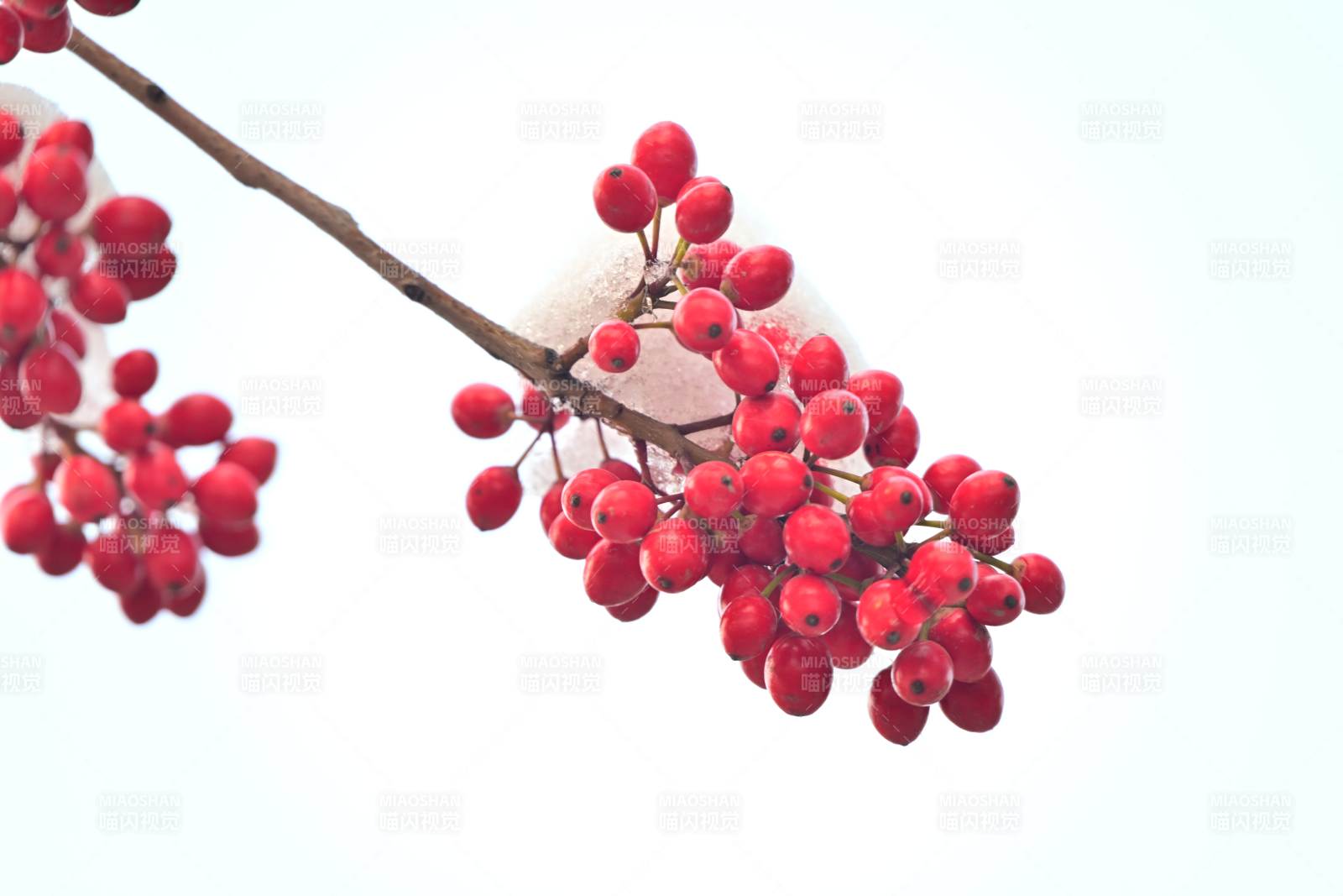 红果枝头雪中景图片