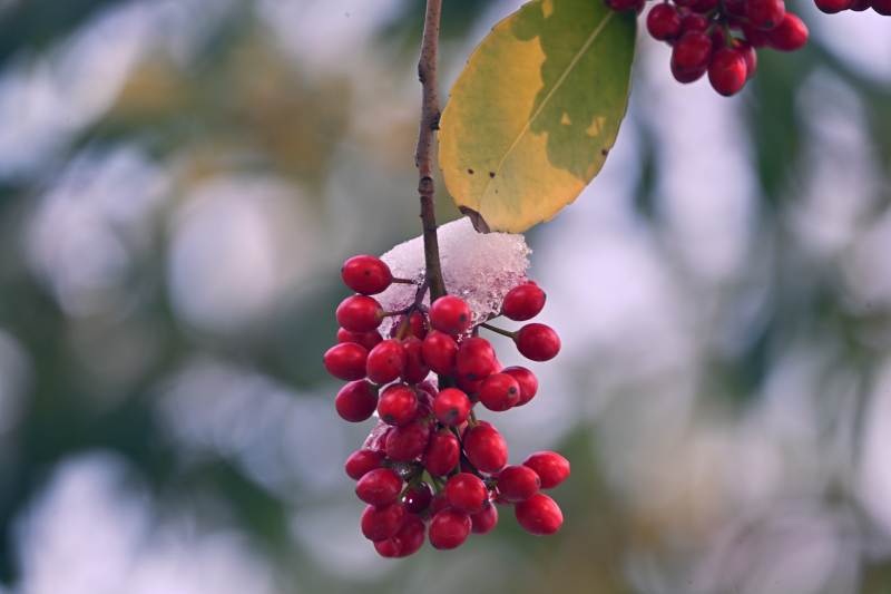 冬日红果挂枝头图片