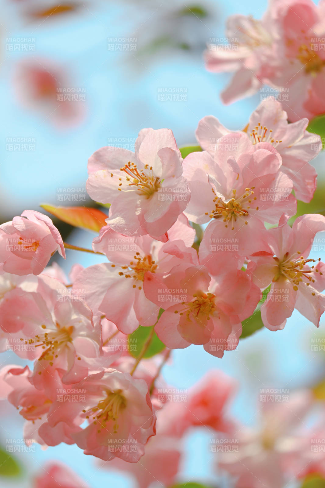 樱花绽放春意浓图片