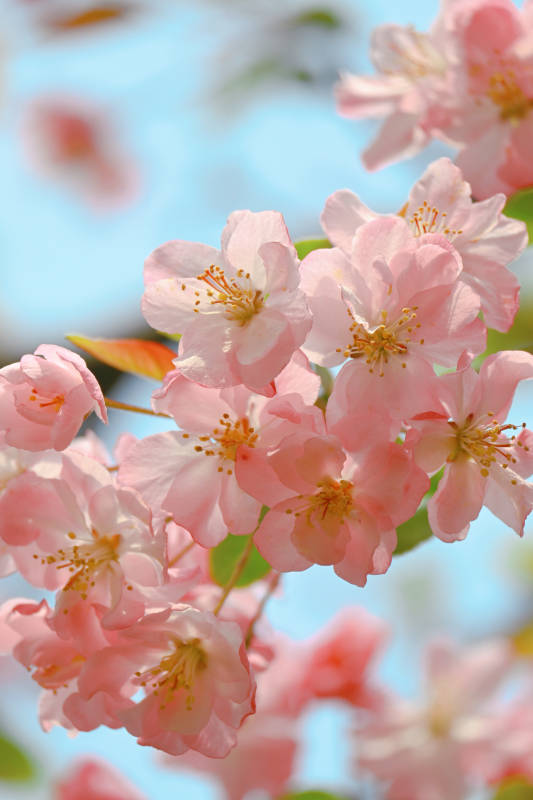 樱花绽放春意浓图片