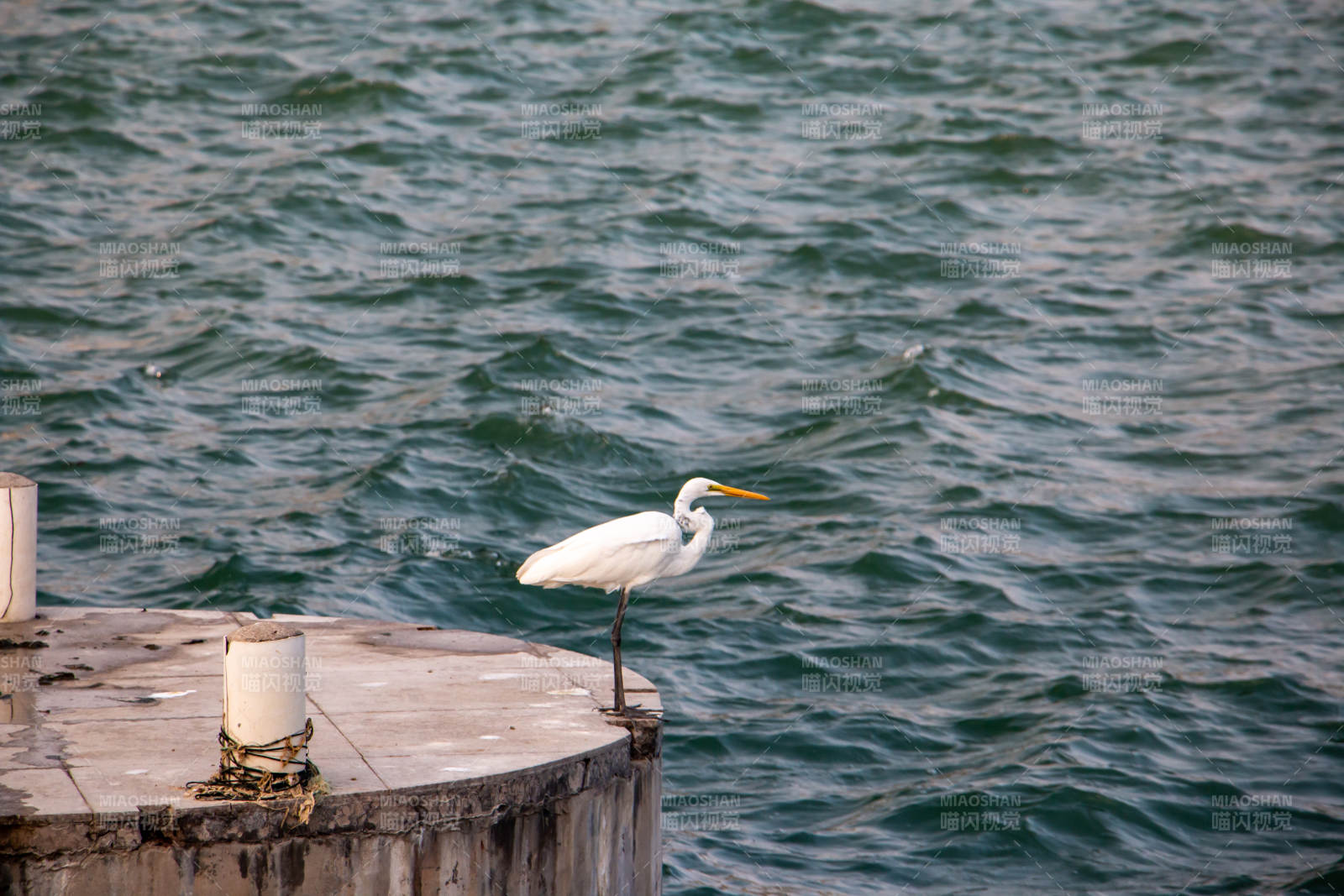 厦门白鹭栖息水边图片