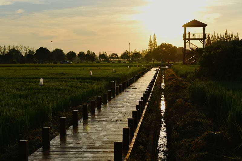 朝阳里的新农村建设稻田观光木栈道图片