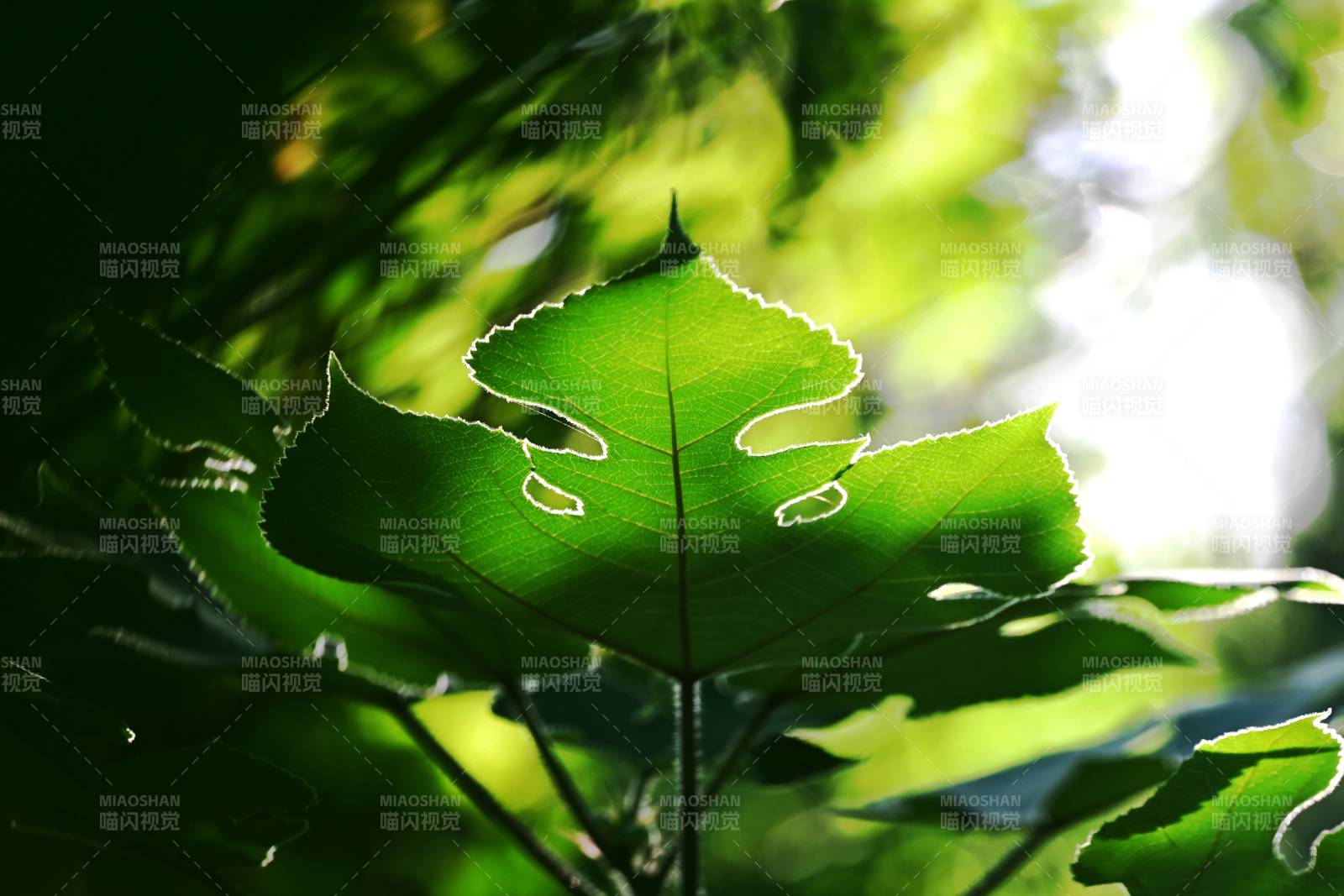 绿叶光影图片