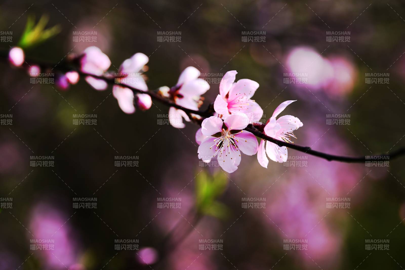 春日樱花绽放图片