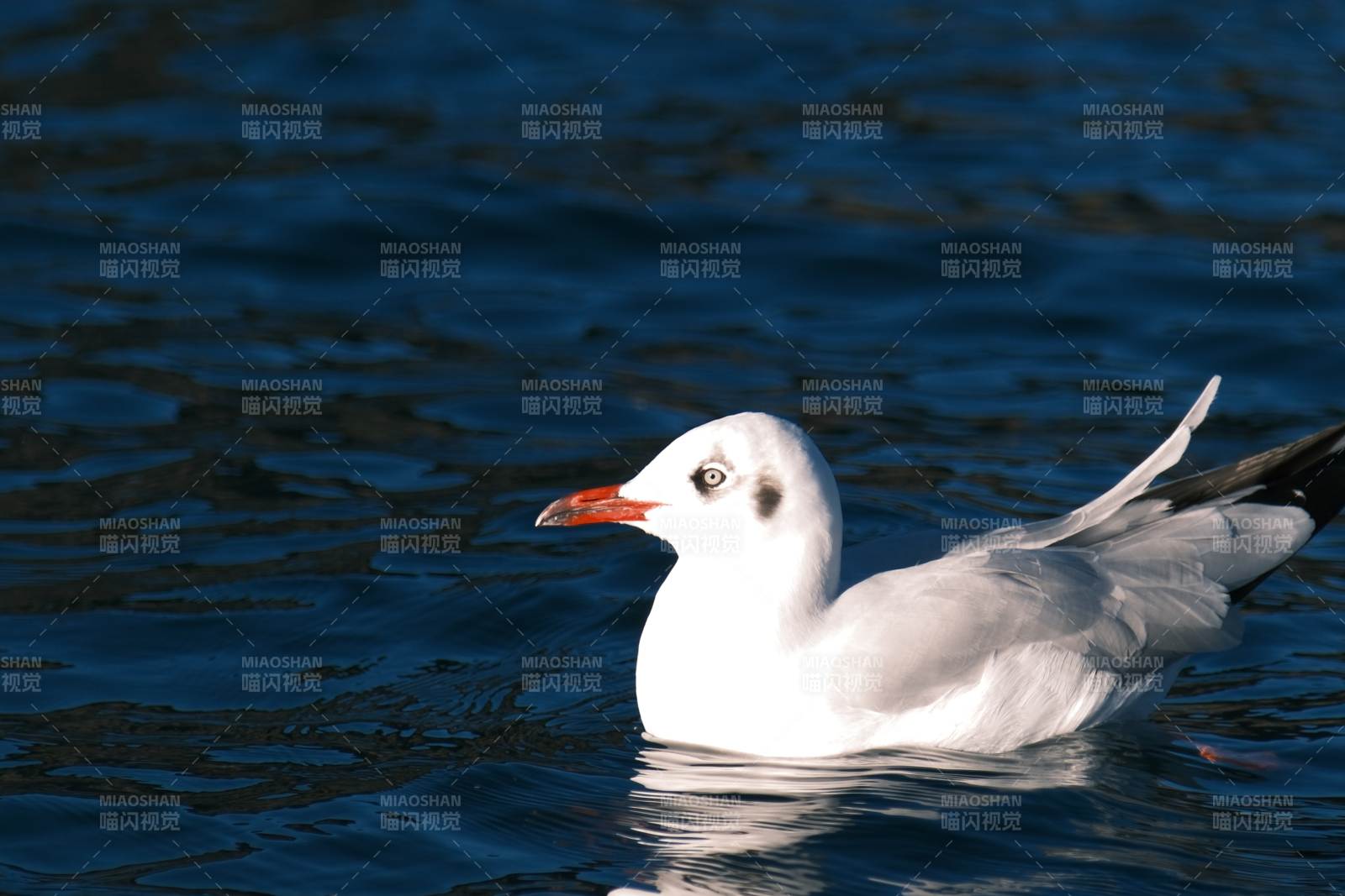 海鸥浮水图片