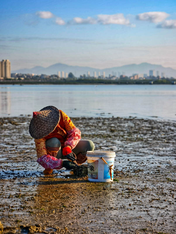 滩涂拾贝人图片