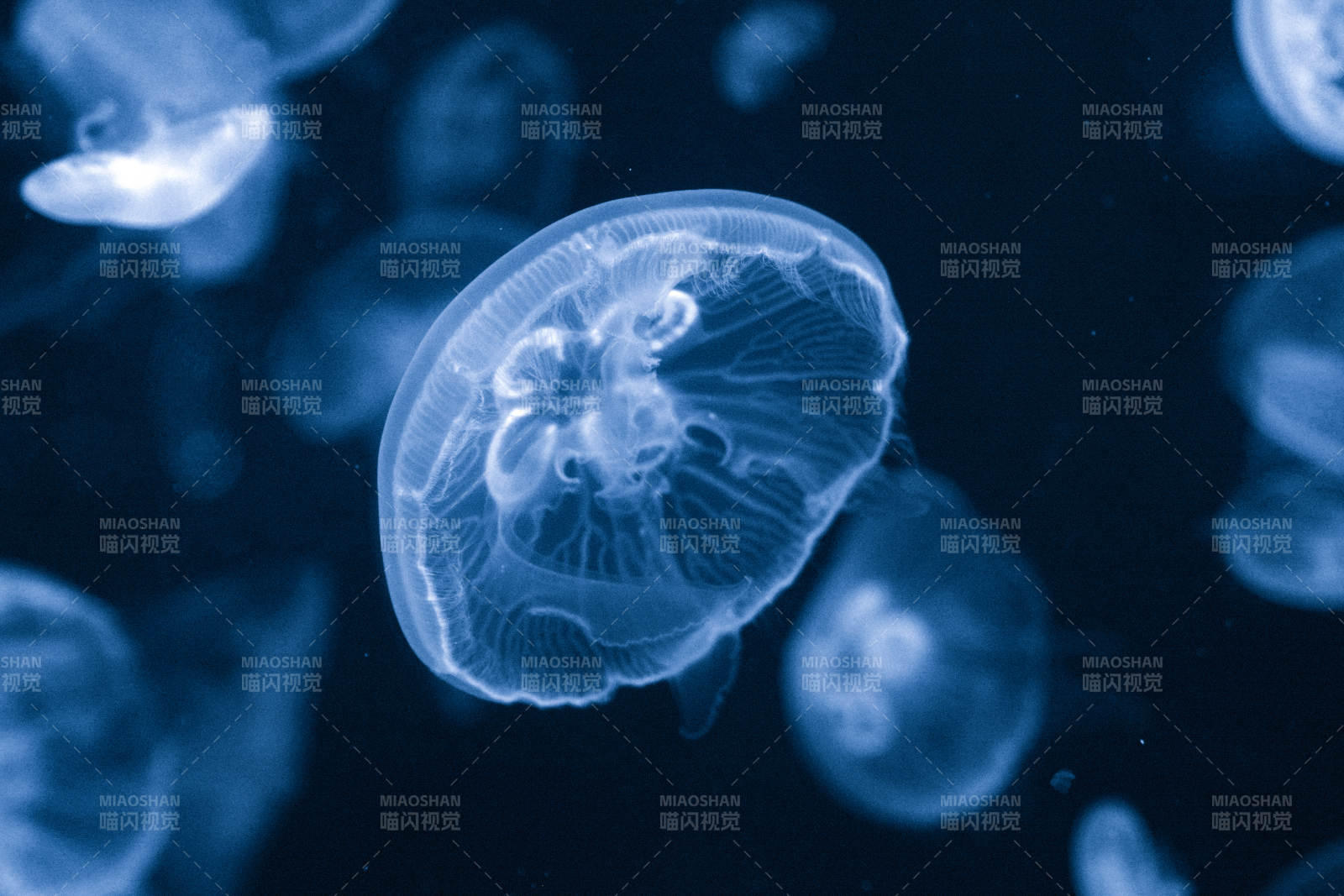 水母浮游夜色中图片