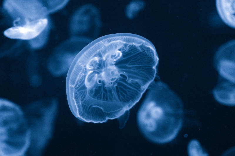 水母浮游夜色中图片