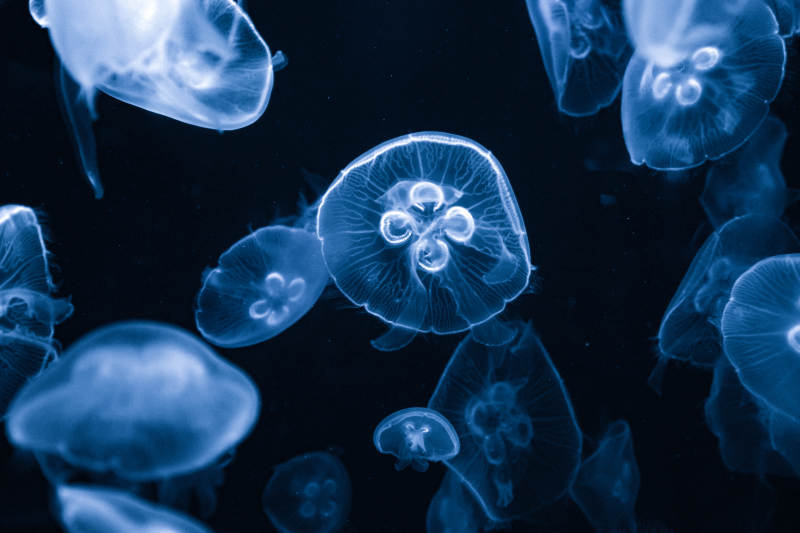 蓝光水母浮游图片