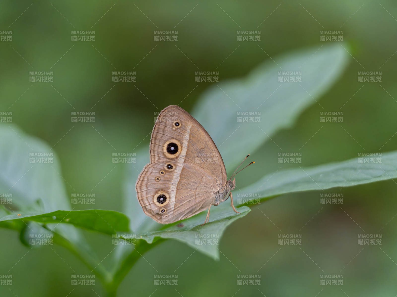 褐蝶栖叶图片