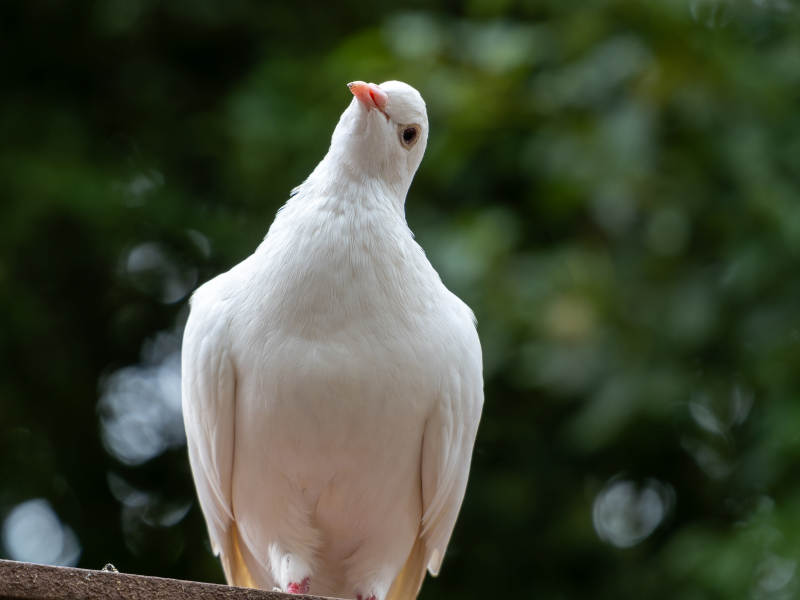 白鸽仰望天空图片