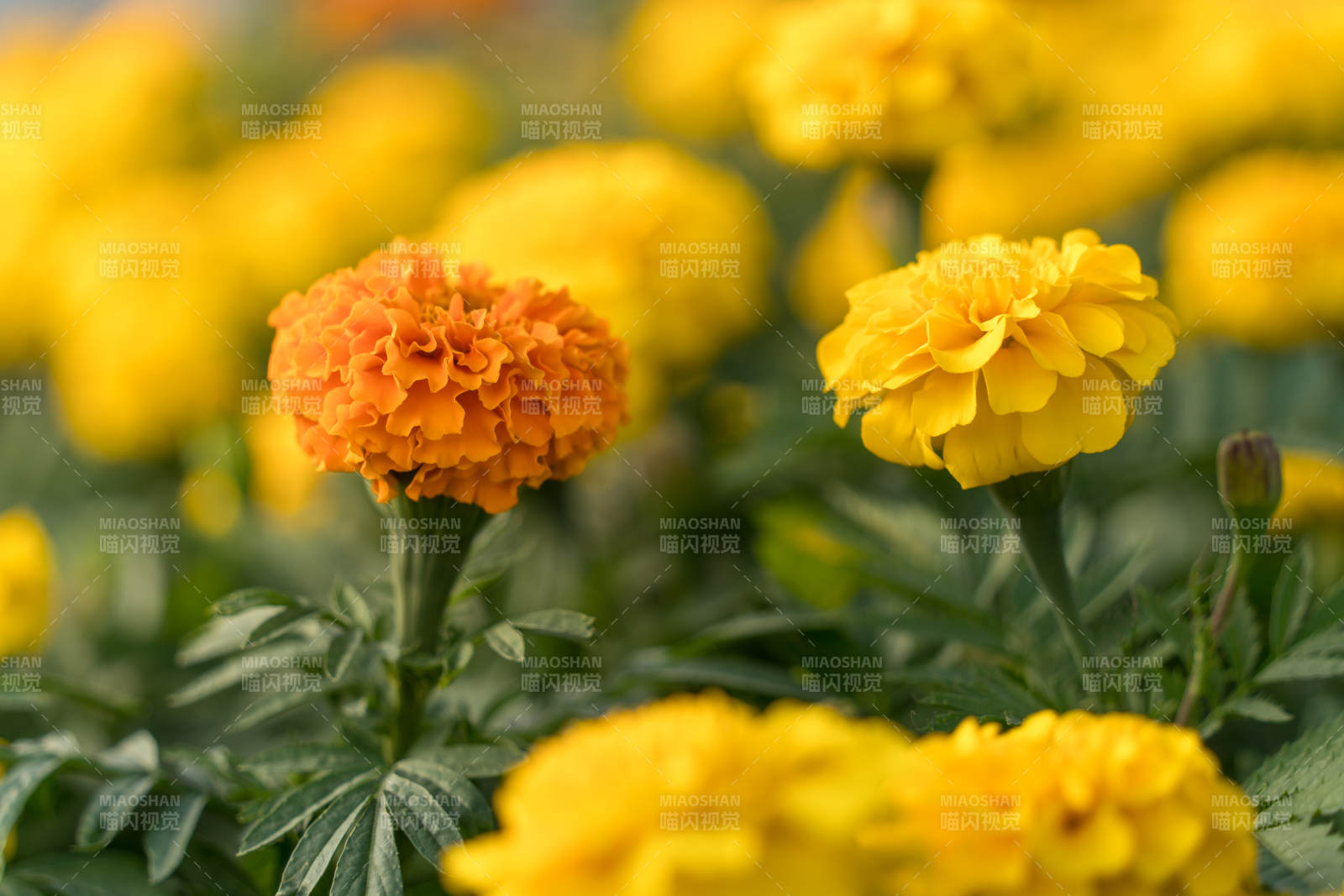 户外盛开的万寿菊花田万寿菊绽放图片