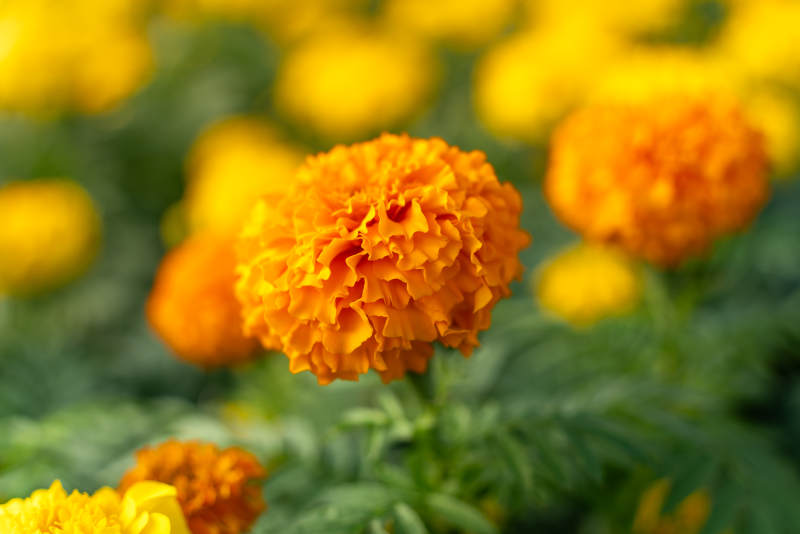 户外盛开的万寿菊花田金秋万寿菊绽放图片