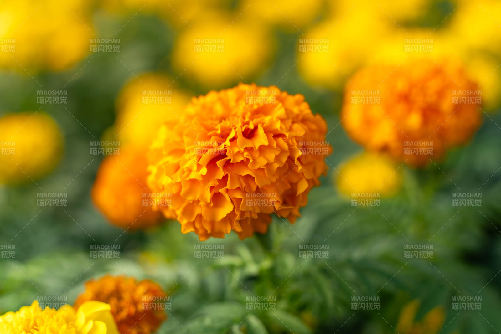 户外盛开的万寿菊花田金秋万寿菊绽放图片