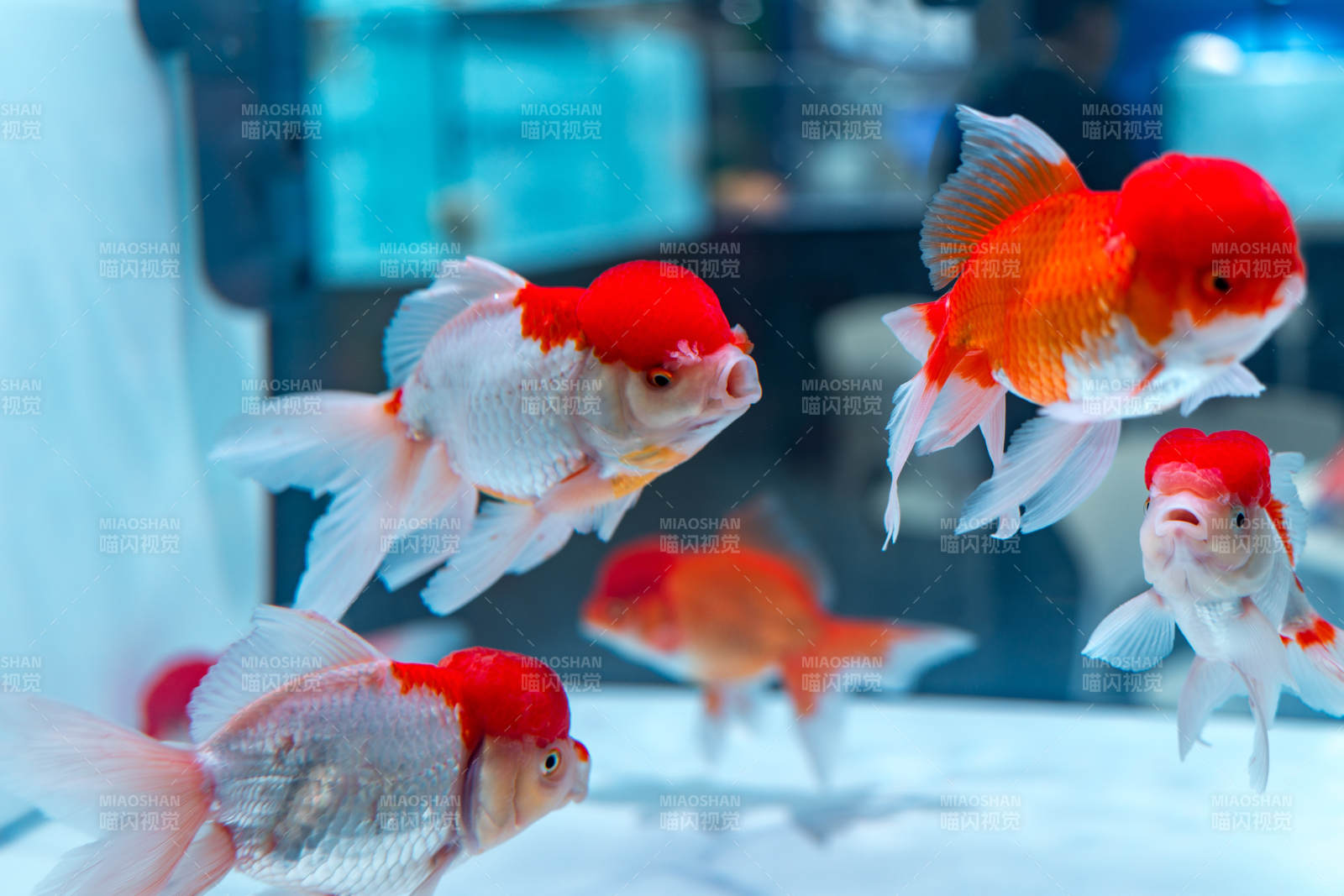 鹤顶红金鱼活鱼观赏鱼水族箱中红帽金鱼游动图片