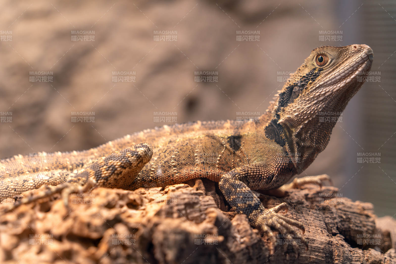 澳洲水龙蜥蜴鬣蜥爬行宠物异蜥蜴静卧岩石上图片