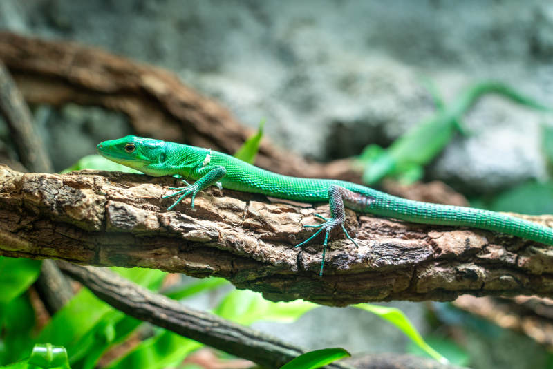 绿色蜥蜴雨林蜥蜴高清生态翠绿蜥蜴栖枝头图片