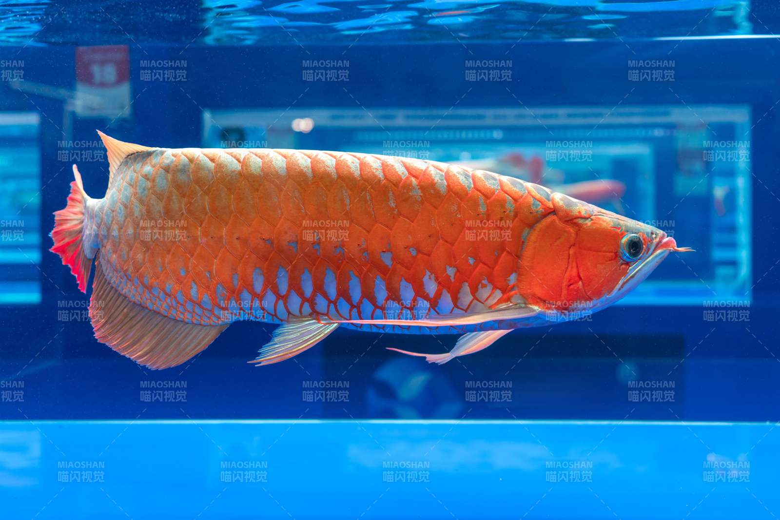 水族箱中的红龙鱼红龙观赏红龙鱼游动水族箱图片