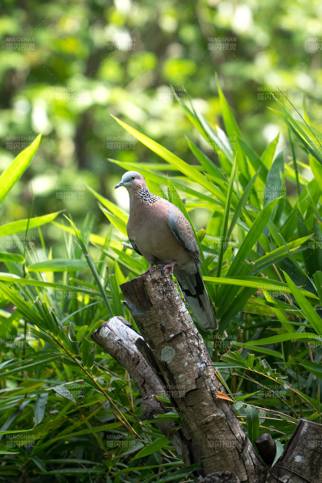 竹林间的野生鸽子珠颈斑鸠斑鸠栖息绿意中图片