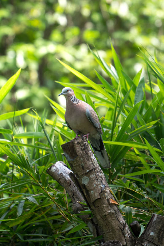 竹林间的野生鸽子珠颈斑鸠斑鸠栖息绿意中图片