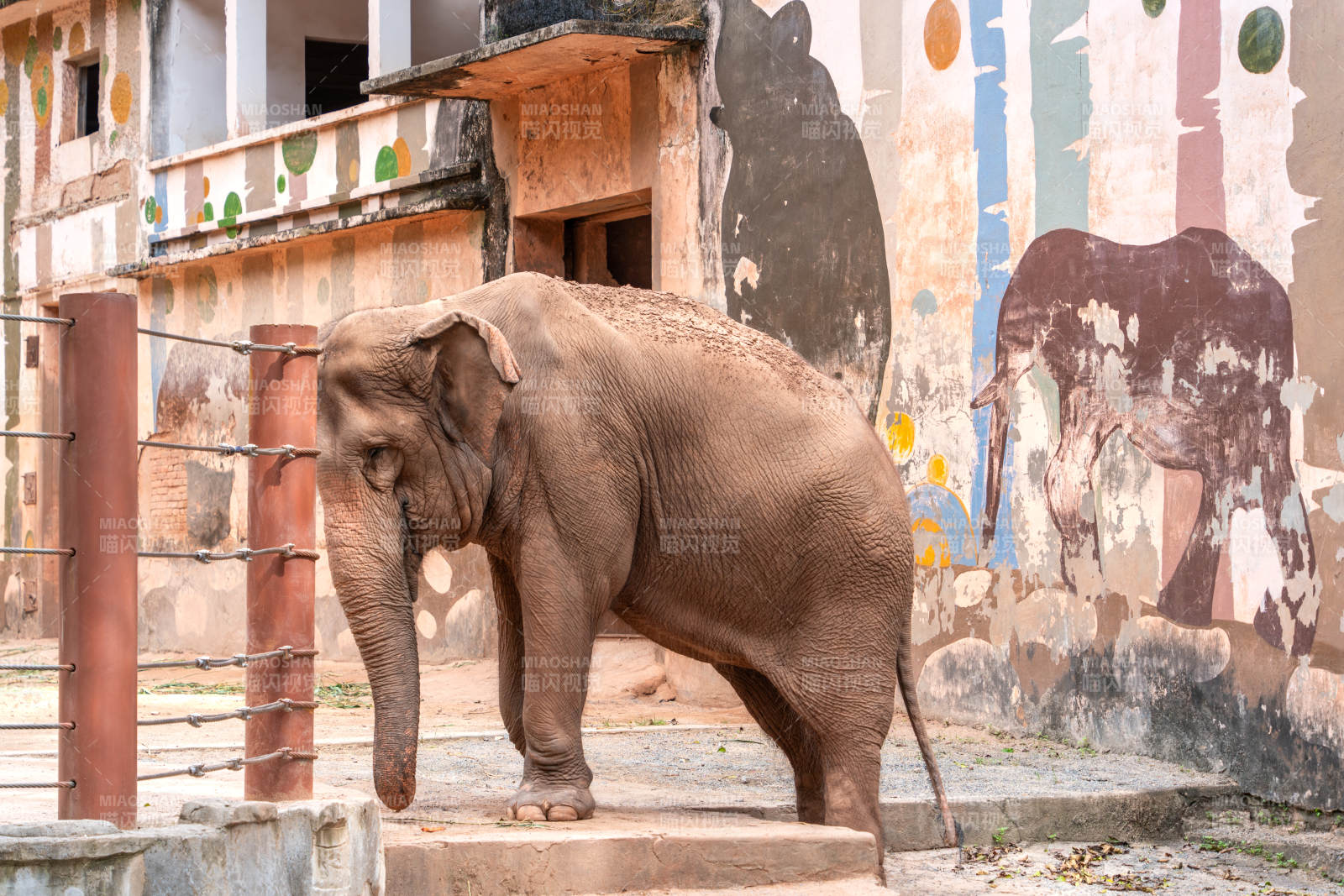 广州动物园亚洲象曼玲大象在壁画前图片