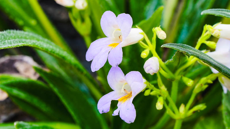 淡紫花绽放绿叶间图片