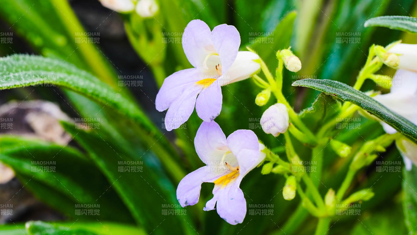 淡紫花绽放绿叶间图片