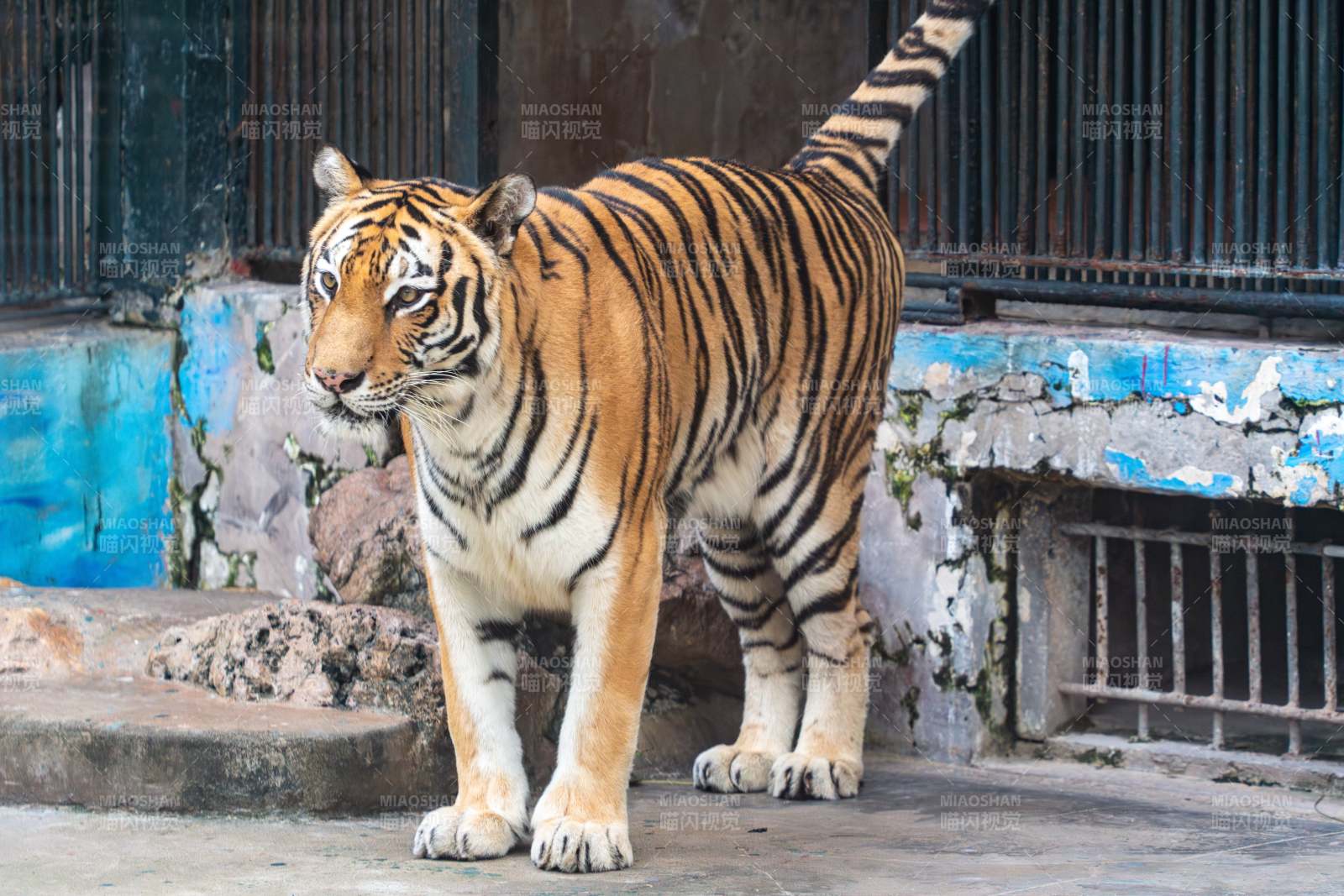 广州动物园笼舍前的老虎特威猛老虎站立姿态图片