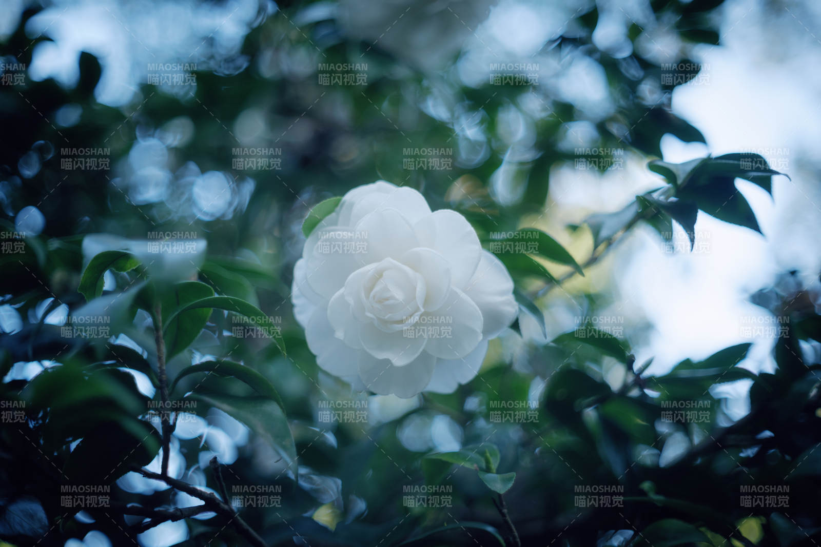 白花绿叶映清影图片