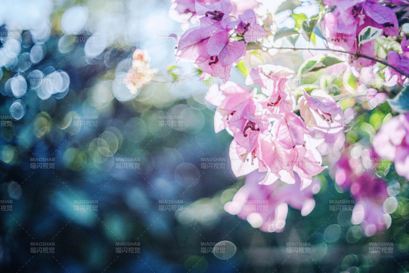 三角梅绽放春光里图片