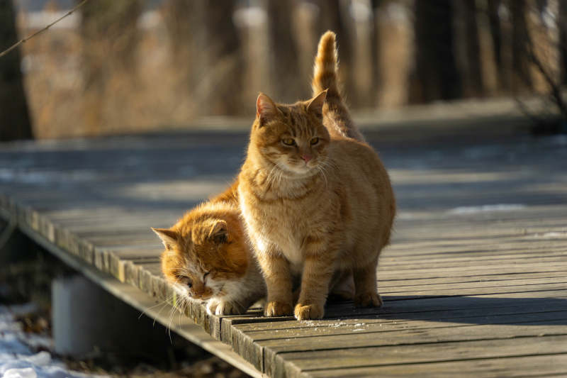 两只橙猫在木桥上图片