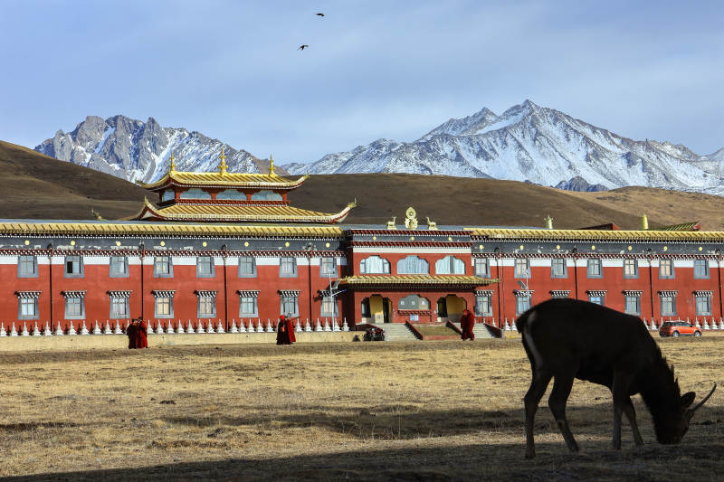 雪山下的木雅寺庙与鹿图片