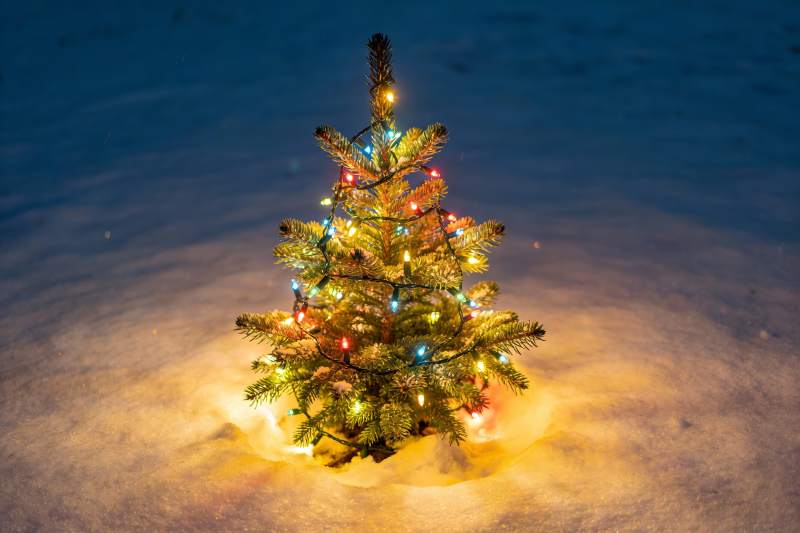 雪地圣诞树灯光闪烁图片