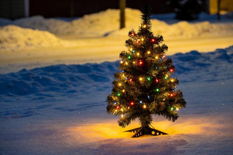 雪地圣诞树灯光闪烁图片