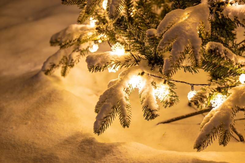 雪夜灯光下的松枝图片