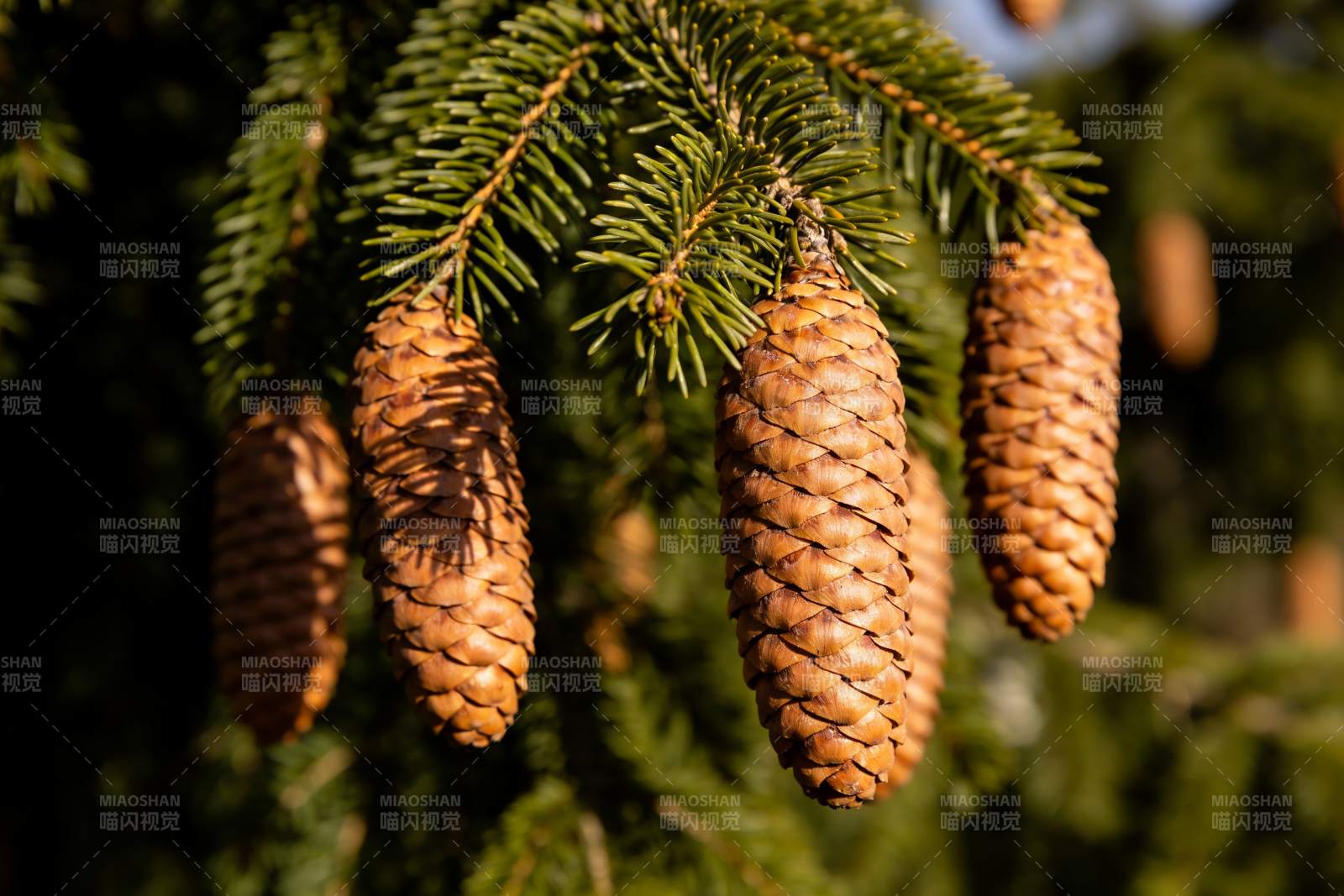 松树松果特写阳光照射图片